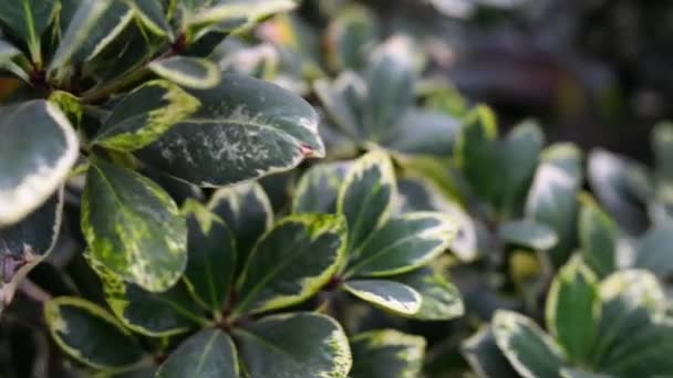 Euonymus fortunei Canadale Goldi é uma espécie de angiospermas da família Celastraceae, nativa da Ásia Oriental, incluindo China, Coreia, Filipinas e Japão. . — Vídeo de Stock