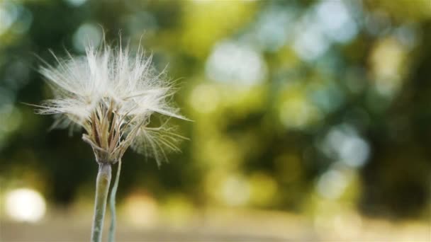 Tragopogon, též známý jako kozí kosatka nebo salsify, je rod kvetoucích rostlin v čeledi slunečnicových. Zahrnuje rostlinu známou jako kořen. — Stock video