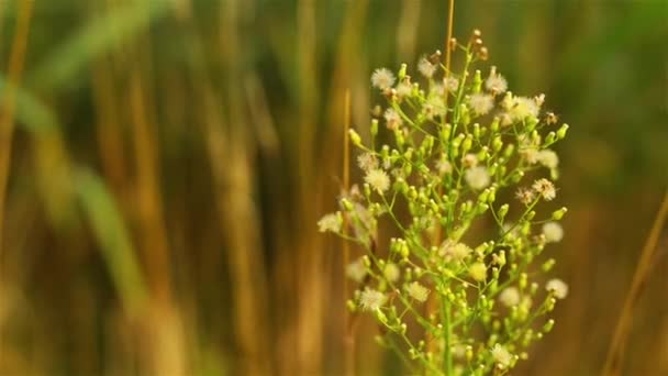 Erigeron canadensis (Conyza canadensis) eller kanadensiska horseweed, kanadensiska Fleabane, coltstail, marestail och butterweed. Det var första ogräs att ha utvecklat glyfosat motstånd. — Stockvideo