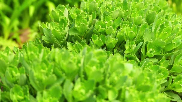 Sedum (spanisch stonecrop) aus nächster Nähe in einem sommerlichen Stadtpark. — Stockvideo