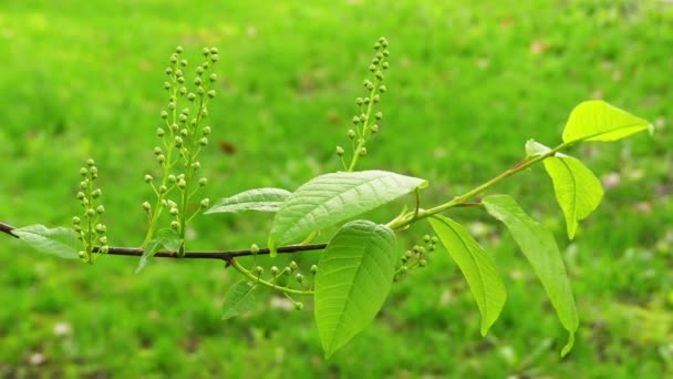 普鲁努斯树，被称为鸟樱桃，哈克莓，哈格贝里，或五月天树，是樱桃的品种，以北欧和亚洲北部。它是亚属帕杜斯的类型物种，在种族中有花 — 图库视频影像