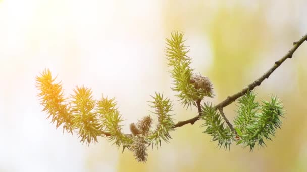 Salix triandra, ortak adları badem willow veya badem yapraklı söğüt, söğüt Avrupa ve Batı ve Orta Asya familyasından. — Stok video