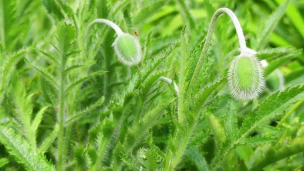 Papaver rhoeas é uma espécie de planta com flor pertencente à família Papaveraceae. Esta papoula é notável como uma erva daninha agrícola . — Vídeo de Stock