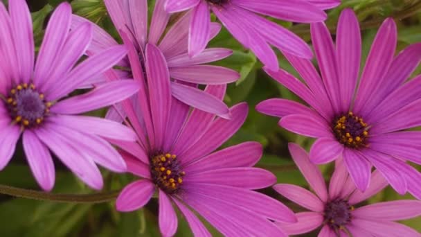 Пурпурний Osteospermum, daisybushes — рід квіткових рослин, що належать до Calenduleae, одного з меншим племен соняшник/Дейзі сімейства складноцвітих. — стокове відео