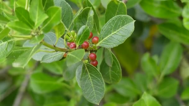 Coffea é um gênero de plantas com flor cujas sementes, chamadas grãos de café, são usadas para fazer várias bebidas e produtos de café. É membro da família Rubiaceae . — Vídeo de Stock