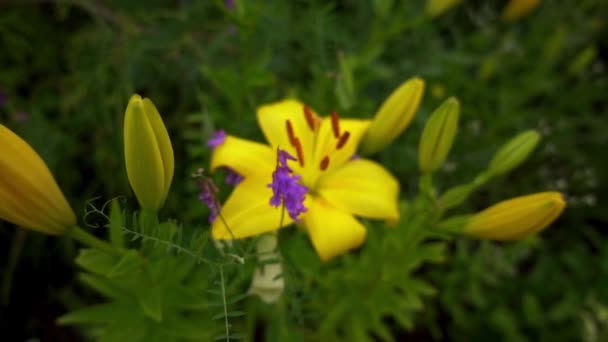 Sárga lilium (tagjai igaz liliomok) alrendjébe, lágyszárú növények növekvő izzók, mind a nagy, kiemelkedő virágok. — Stock videók