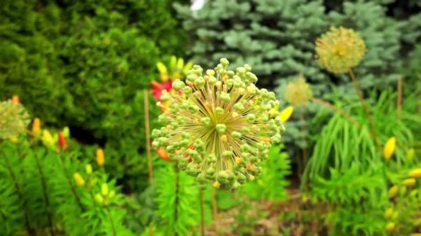 Allium stipitatum, perský šalotkou, je asijský druh cibule původem z Turecka, Iráku, Íránu, Pákistánu, Afghánistánu, Turkmenistán, Tádžikistán, Uzbekistán, Kyrgyzstán a Kazachstán. — Stock video