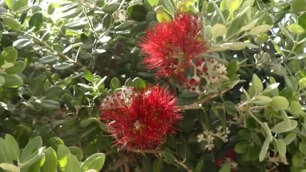 Melaleuca viminalis, běžně známá jako plačící bottlebrush, nebo creek bottlebrush nebo domovině viminalis je rostlina v myrtle rodině, Myrtaceae a je strašilek. — Stock video