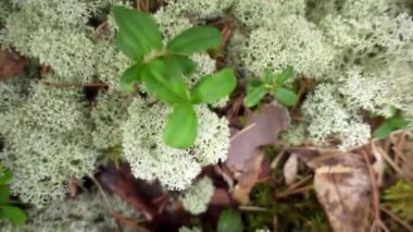 Cladonia stellaris boreal ve Kutup bölgelerinde circumpolar Kuzey çevresinde sürekli paspaslar formları liken ekolojik önemli bir türüdür. Ren geyiği ve Ren geyiği besindir.