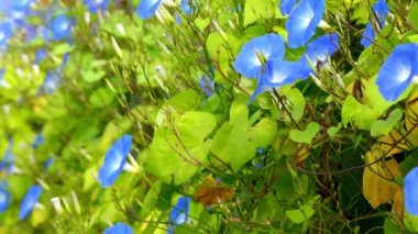 Ipomoea göksel mavi. Ipomoea bitki familyası Convolvulaceae BT en büyük cins olduğunu sabah zafer, su convolvulus veya kangkung, tatlı patates, kahkaha, moonflower, vb dahil olmak üzere.