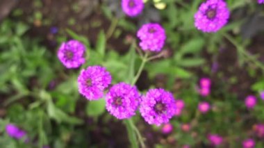 Verbena, Verbenaceae familyasından bir cinstir. Yıllık ve çok yıllık otsu veya yarı odunsu çiçekli bitkilerin yaklaşık 250 tür içerir. Türlerin çoğunluğu Amerika ve Asya'ya özgüdür..