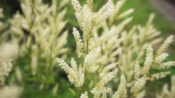 Aruncus é um género botânico pertencente à família Rosaceae. Estão intimamente relacionados com os géneros Filipendula e Spiraea . — Vídeo de Stock