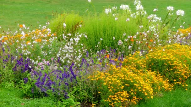 Beau parterre de fleurs avec variété de fleurs dans le parc de la ville d'été . — Video