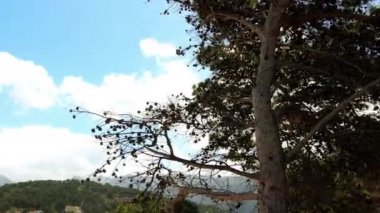 Bağlantı noktası de Nottingham bir köy ve kasaba Mallorca, Balear Adaları, İspanya Limanı var. Fornalutx Köyü ve Biniaraix hamlet ile birlikte onlar formu Nottingham birleştirir.