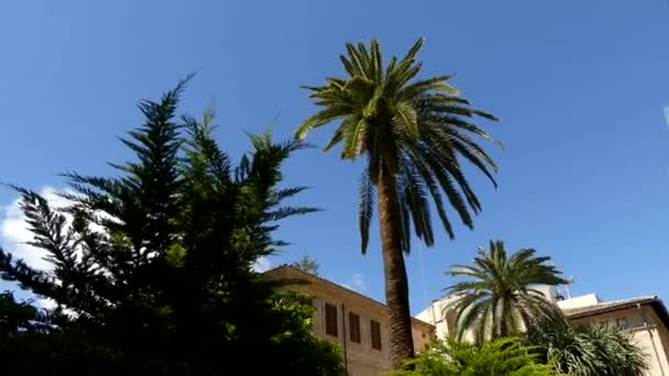 4 k Lonja de Palma de Mallorca en Sa Llotja is een van de meesterwerken van gotische architectuur in Mallorca. Het werd gebouwd door Guillem Sagrera tussen 1420 en 1452 en werd thuis van College van kooplieden. — Stockvideo