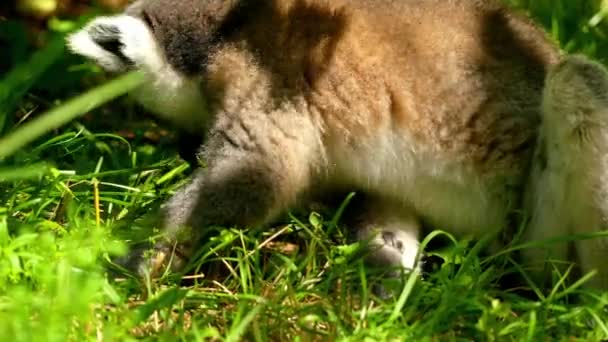 Lemur s kroužkovým ocasem (Lemur catta) je velký strepsirrinový primát a nejznámější lemur díky svému dlouhému, černobílému ocasu s kroužky. Patří Lemuridae. Je endemický pro ostrov Madagaskar. — Stock video
