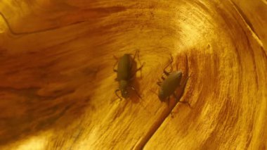 Karanlık böceği büyük böcekler, Tenebrionidae ailesinin ortak adıdır. İnsanlar bazı türler yeterince kozmopolit oldular yayma. Tribolium castaneum örnekler.