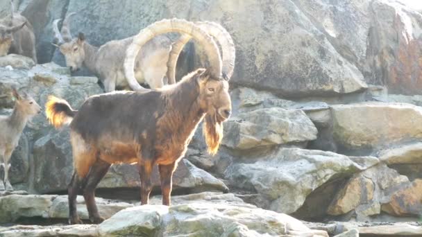The Siberian ibex (Capra sibirica) is a species of ibex that lives in central Asia. It has traditionally been treated as a subspecies of the Alpine ibex. — Stock Video