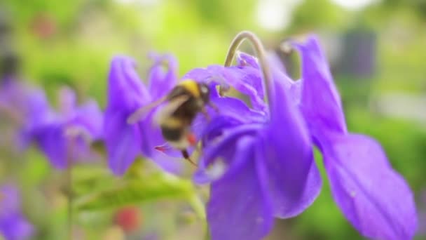 Slow Motion: Bumblebee collecting nectar. Bumblebee (also written bumble bee) is member of genus Bombus, part of Apidae, one of bee families. This genus is only extant group in tribe Bombini. — Stock Video