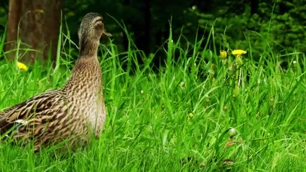 緑の草にマガモ。カモ アヒルは、マガモや野鴨 (Anas platyrhynchos) 水鳥ファミリー ガンカモ類の-カモ亜科に属する. — ストック動画