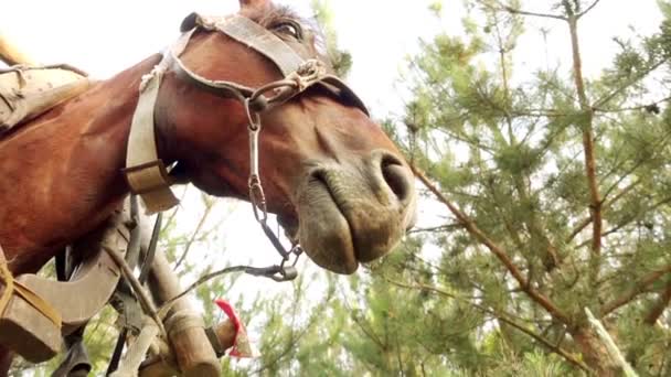 Le cheval de baie, attelé à une charrette en bois sur le fond de campagne verdoyante d'été . — Video