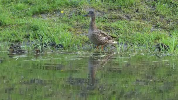 Il germano reale con gli anatroccoli. Anatra reale o selvatica (Anas platyrhynchos) è un'anatra rampicante, appartenente alla sottofamiglia Anatinae della famiglia degli uccelli acquatici Anatidae . — Video Stock