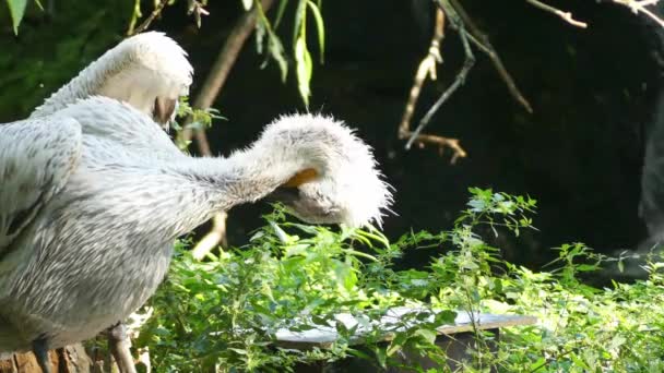 Пятнистый пеликан или серый пеликан (Pelecanus philippensis) является членом семейства пеликанов. Породы в Южной Азии от южного Пакистана через Индию на восток до Индонезии . — стоковое видео