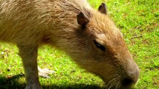 Capybara (Hydrochoerus hydrochaeris) is large rodent of genus Hydrochoerus of which only other extant member is the lesser capybara (Hydrochoerus isthmius). Capybara is largest rodent in world. — Stock Video