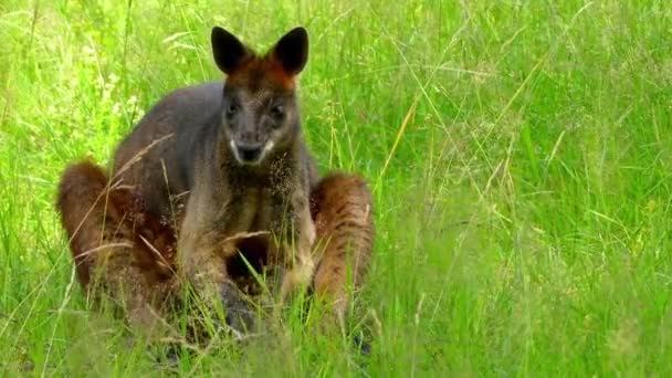 Wallaby pantano (Wallabia bicolor) es un pequeño marsupial macrópodo del este de Australia. Es wallaby del helecho, pademelon de cola negra, apestoso negro debido a su olor pantanoso característico . — Vídeos de Stock