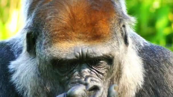 The western lowland gorilla is one of two subspecies of the western gorilla, that lives in montane, primary and secondary forests and lowland swamps in central Africa. — Stock Video