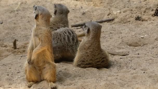 Den meerkat eller suricate (Suricata suricatta) är en liten rovdjursfamiljen tillhör familjen manguster (Herpestidae). Det är den enda medlemmen i släktet Suricata. — Stockvideo