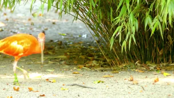 Ibis szkarłatny (Eudocimus ruber) jest gatunkiem ibis ptaka z rodziny ibisowatych. Zamieszkuje tropikalne Ameryka Południowa i wyspy Karaibów. — Wideo stockowe