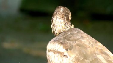 Siyah leylek (Ciconia nigra) büyük bir yürüyen kuş leylek ailesinin Ciconiidae var. Kurbağalar ve böcekler üzerinde siyah leylek beslenir.