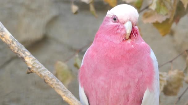 Galah (Eolophus roseicapilla) también conocida como cacatúa de pecho rosa, cacatúa de galah, cacatúa rosada o rosa y gris, es una de las cacatúas más comunes y extendidas en Australia. . — Vídeo de stock