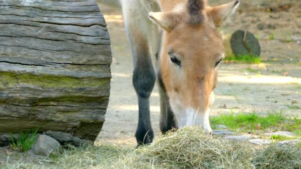 Przewalski's horse or Dzungarian horse, is a rare and endangered subspecies of wild horse (Equus ferus). Common names for this equine include takhi, Asian wild horse and Mongolian wild horse. — Stock Video