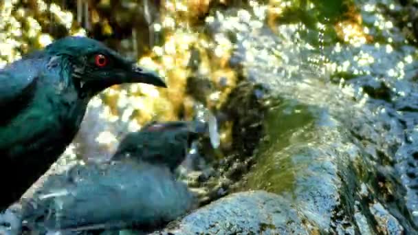 Aziatische glossy starling (Aplonis panayensis) is soort van spreeuwen (Sturnidae) familie. Het komt voor in Bangladesh, Brunei, India, Indonesië, Maleisië, Myanmar, de Filipijnen, Singapore en Thailand. — Stockvideo