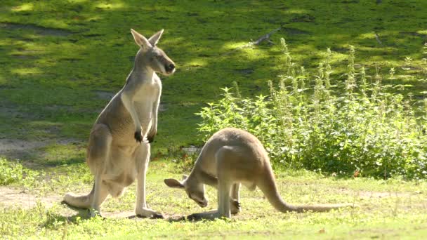 Красный кенгуру (Osphranter rufus) является крупнейшим из всех кенгуру, крупнейшим наземным млекопитающим Австралии и крупнейшим сумчатым. Встречается по всей материковой Австралии . — стоковое видео