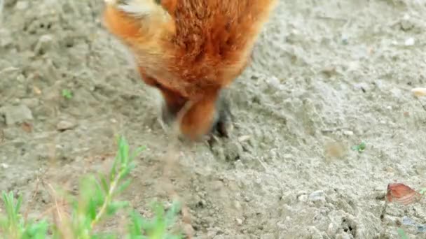 野生の生息地で赤狐。キタキツネ (ホンドギツネ キツネ属)、真の孤の最大は食肉目家族のすべてのメンバーの最も大きいの地理的範囲. — ストック動画