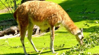 Çok (Lama guanicoe) bir Devegiller Güney Amerika yerli olduğunu. Lamaları gri yüzleri ve küçük, düz kulakları var. Genç and chulengos denir.