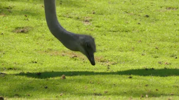 Strusia lub strusia (Struthio camelus) jest jeden lub dwa gatunki olbrzymich nielotów pochodzi z Afryki, tylko żywym członkiem rodzaju Struthio, czyli rodziny ptaków bezgrzebieniowych. — Wideo stockowe