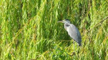 Gri balıkçılgiller (Ardea cinerea), balıkçılgiller (Ardeidae) familyasından Orta Avrupa ve Asya 'da yetişen bir kuş türü..