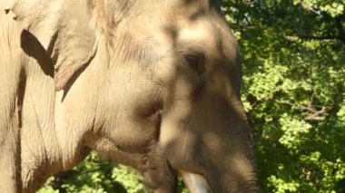 Asya veya Asya fili (Elephas maximus) tek şey yaşam türü Elephas ve Hindistan'dan Güneydoğu Asya'da Borneo batıya Doğu dağıtılır.