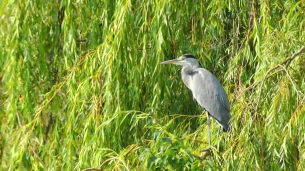 Den grå häger (Ardea cinerea) är en långbent rovfågel av hägern familjen Ardeidae, född i hela tempererade Europa och Asien och även delar av Afrika. — Stockvideo