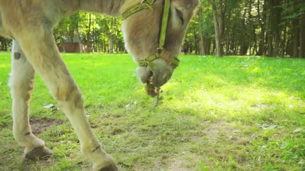 Slow Motion: Donkey or ass (Equus africanus asinus) is a domesticated member of the horse family, Equidae. The wild ancestor of the donkey is the African wild ass, Equus africanus. — Stock Video