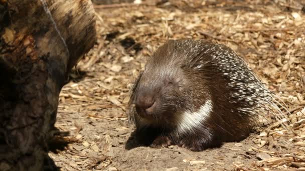 紋付きの山嵐 (ヤマアラシ cristata) 家族 Hystricidae で齧歯動物の種であります。それはイタリア、北アフリカ、サハラ以南のアフリカで現存. — ストック動画