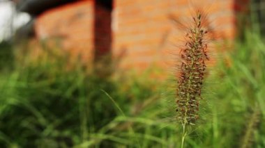 Pennisetum alopecuroides (Çin pennisetum, Çin fountaingrass, cüce çeşme çim, tilki kuyruğu çeşme çim, bataklık Tilki kuyruğu otu) familyasından çok yıllık çim Asya ve Avustralya.