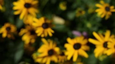 Rudbeckia ayçiçeği ailesinden bitki cinsidir. Türler genellikle coneflowers ve siyah eyed susans denir