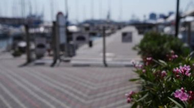 Nerium oleander bir yaprak dökmeyen çalı veya küçük ağaç dogbane aile Apocynaceae, onun her yerinde zehirli olduğunu. Sadece şu anda cins Nerium gizli tür olduğunu.