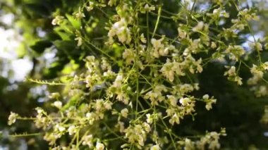Styphnolobium japonicum Schott, Japon pagoda ağaç (Çin bilim adamı ağaç, Sofora japonica) ağacında alt familya bitki bezelye ailesinin baklagiller familyasından bir.