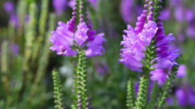 Physostegia, lionshearts, çiçekli bitkiler ailesindeki Ballıbabagiller, Kuzey Amerika için yerel bir cinsidir. Physostegia virginiana en yaygın türü ve itaatkâr tesisi olarak bilinen.